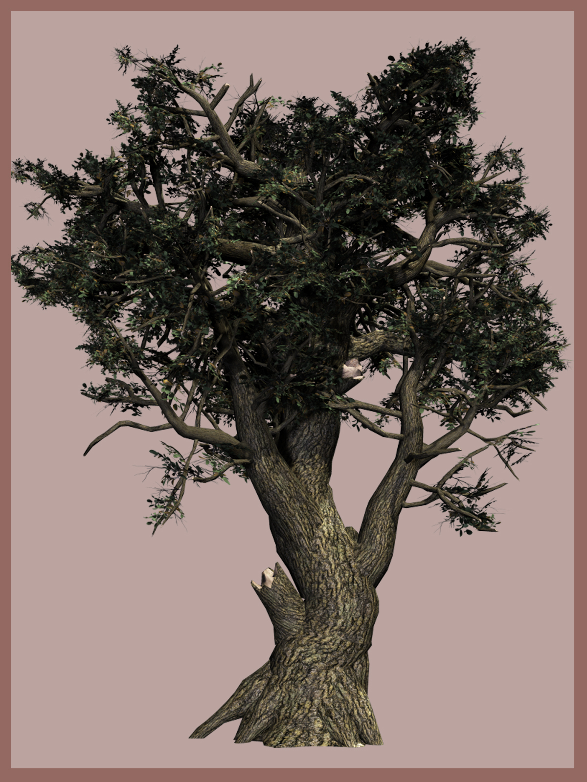 Old Trees DR 2015 by N/A