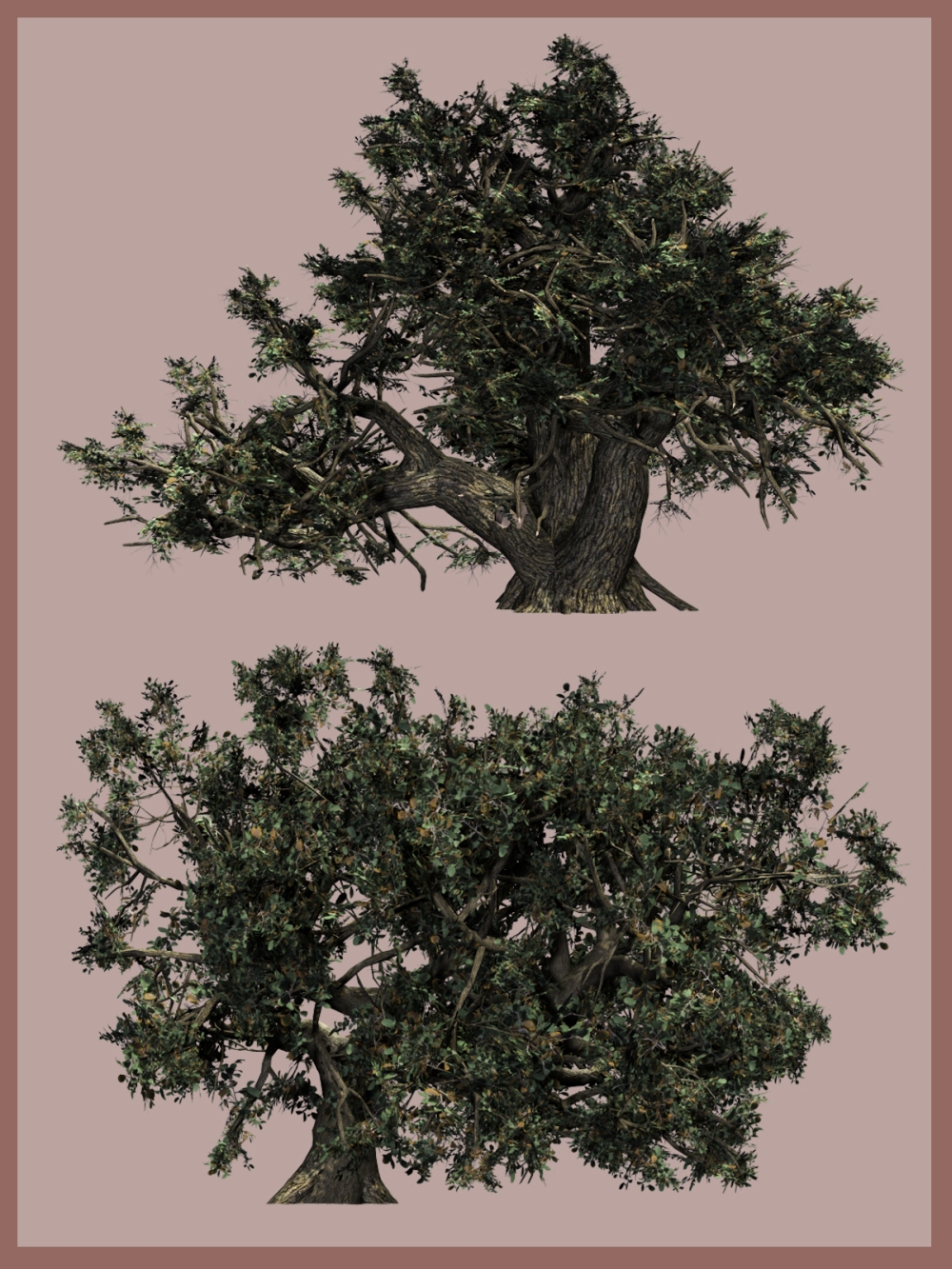 Old Trees DR 2015 by N/A