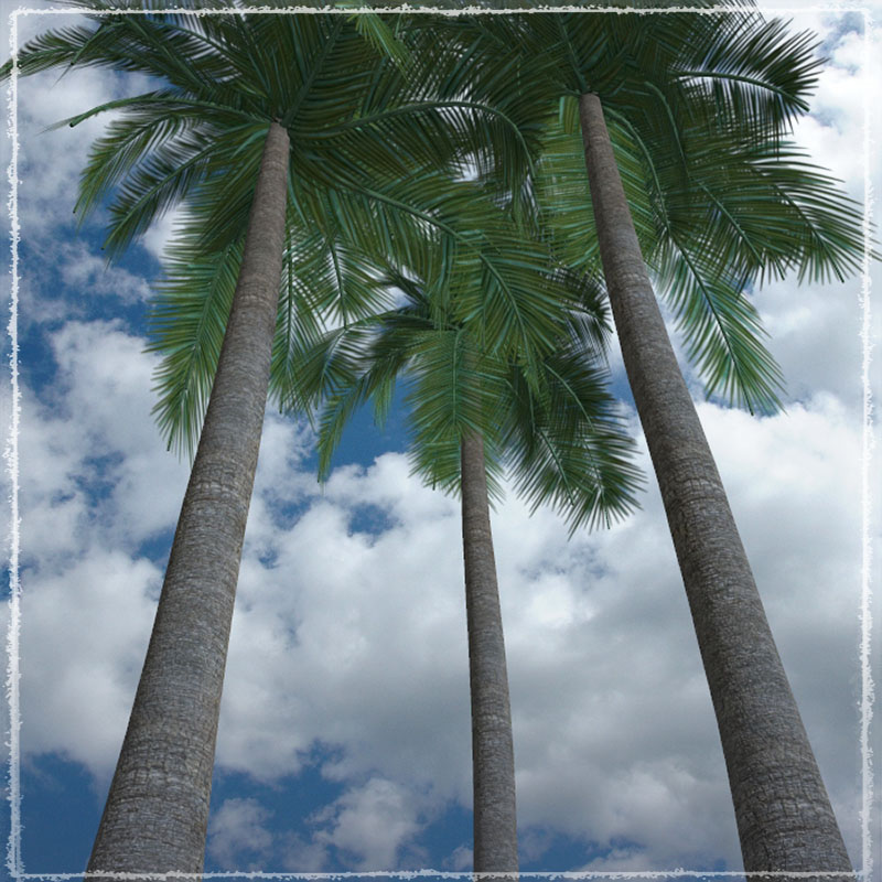 Photo Plants: Palm World by N/A