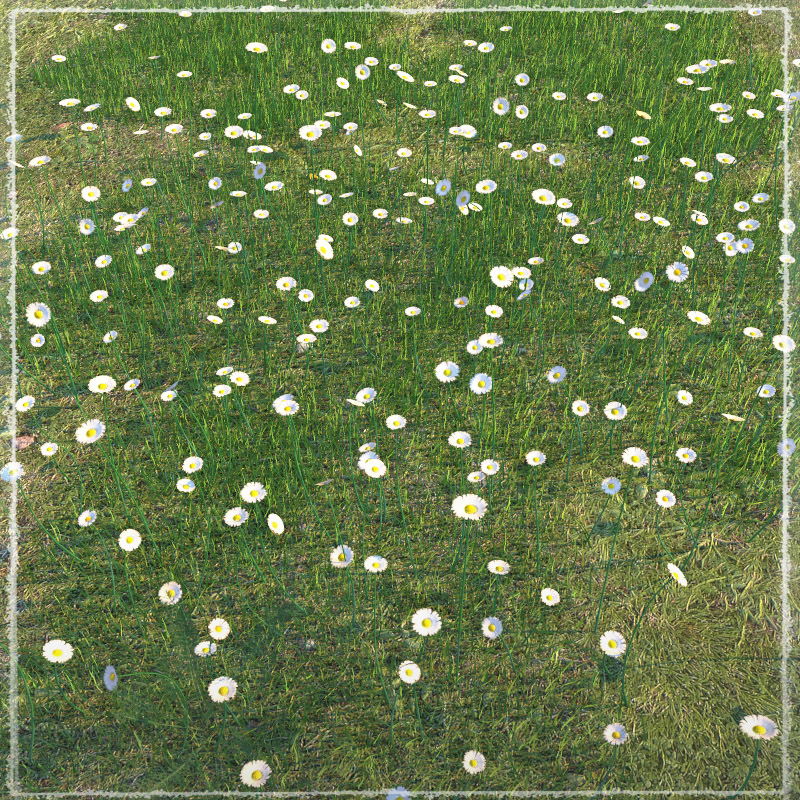 Photo Plants: World of Wildflowers by N/A