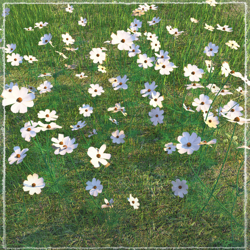 Photo Plants: World of Wildflowers by N/A