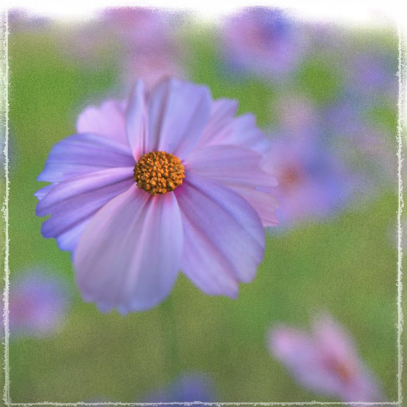 Photo Plants: World of Wildflowers by N/A