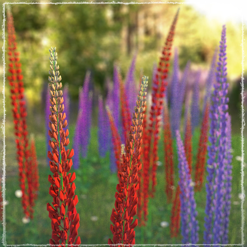Photo Plants: Lupinus Flowers by N/A