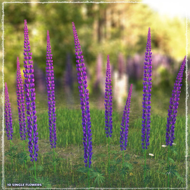 Photo Plants: Lupinus Flowers by N/A