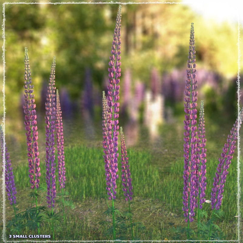 Photo Plants: Lupinus Flowers by N/A