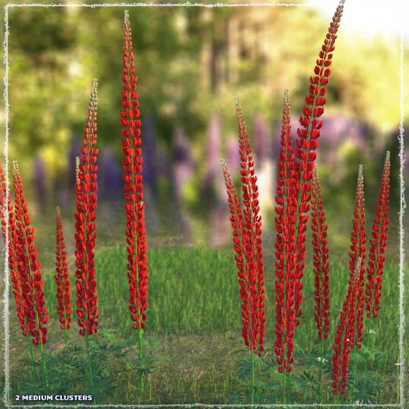 Photo Plants: Lupinus Flowers by N/A