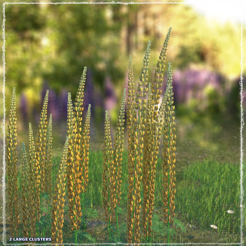 Photo Plants: Lupinus Flowers by N/A