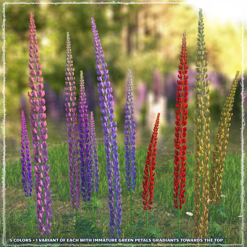 Photo Plants: Lupinus Flowers by N/A