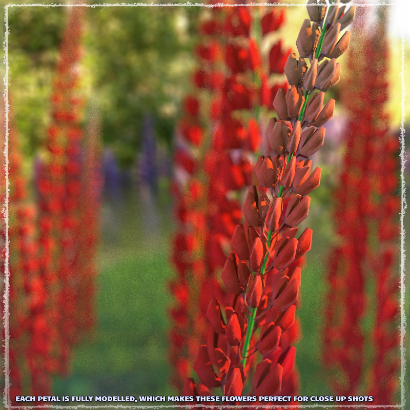 Photo Plants: Lupinus Flowers by N/A