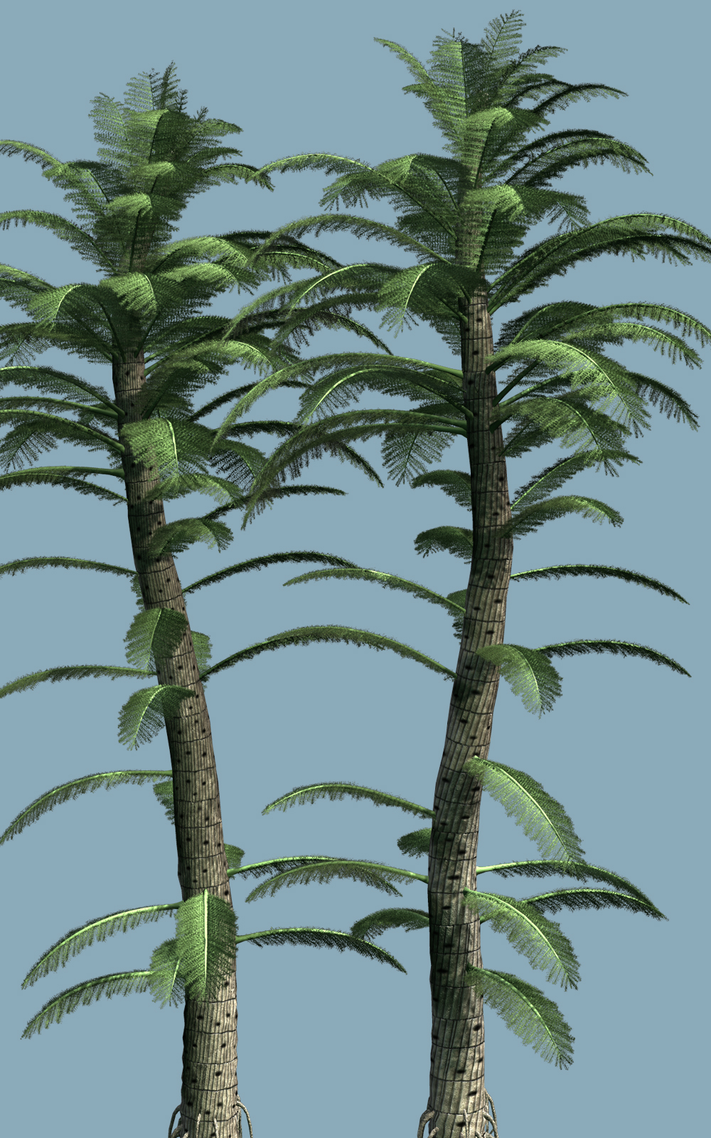Calamitea striata DR by N/A