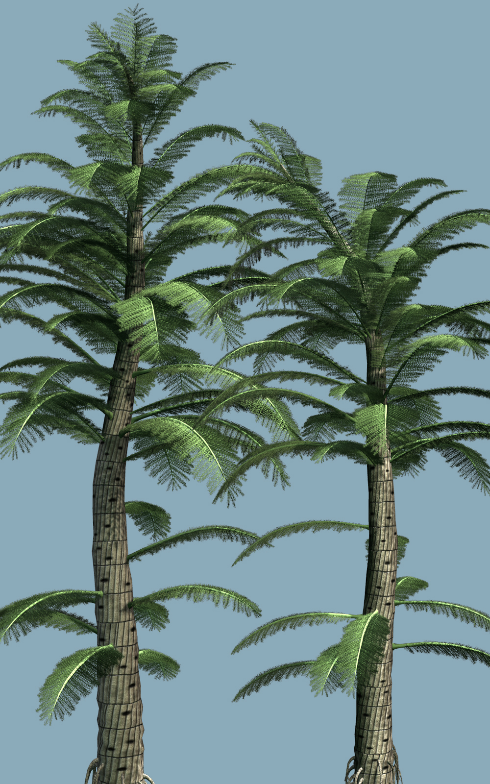 Calamitea striata DR by N/A