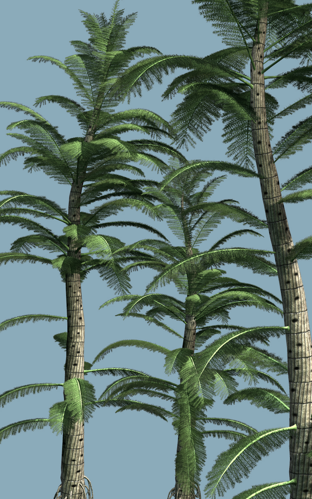 Calamitea striata DR by N/A