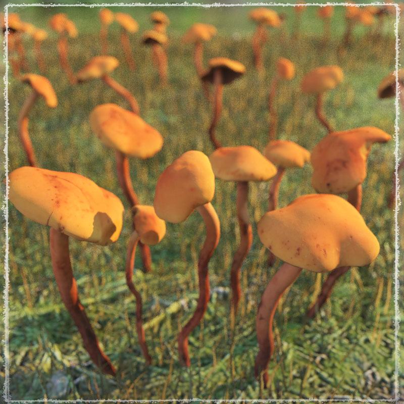 Photo Props: Wild Mushrooms by N/A