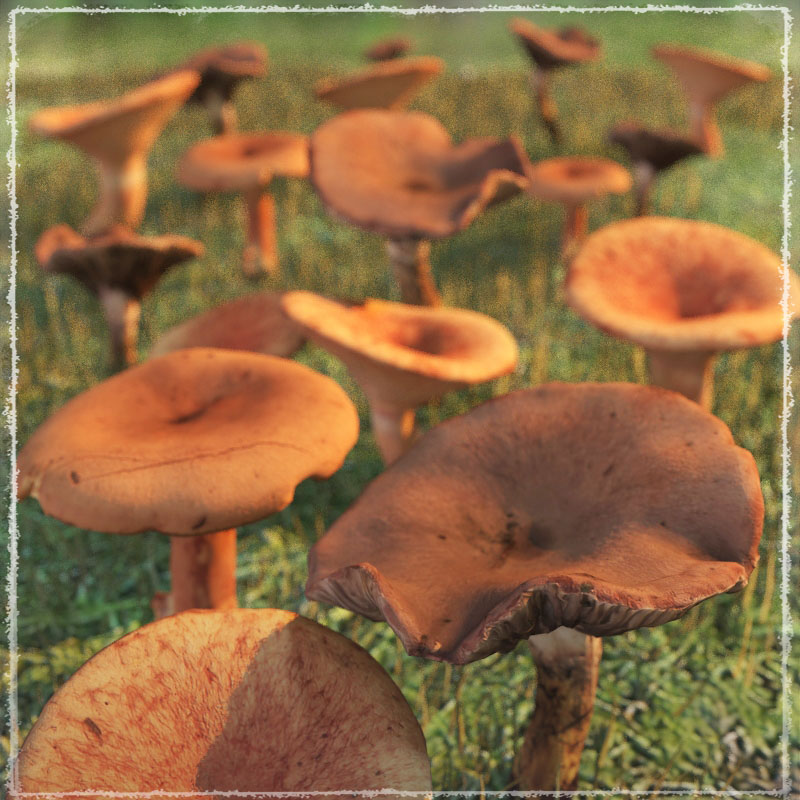 Photo Props: Wild Mushrooms by N/A