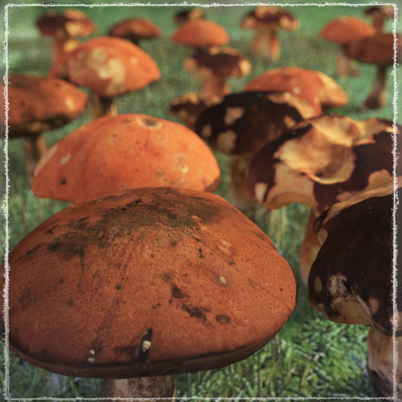 Photo Props: Wild Mushrooms by N/A