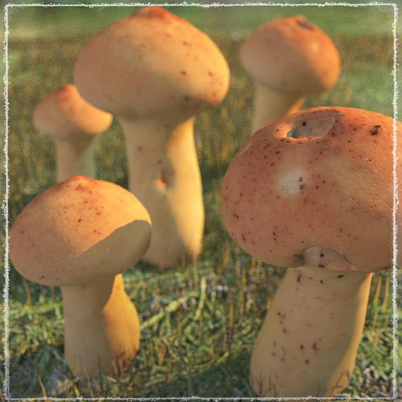 Photo Props: Wild Mushrooms by N/A