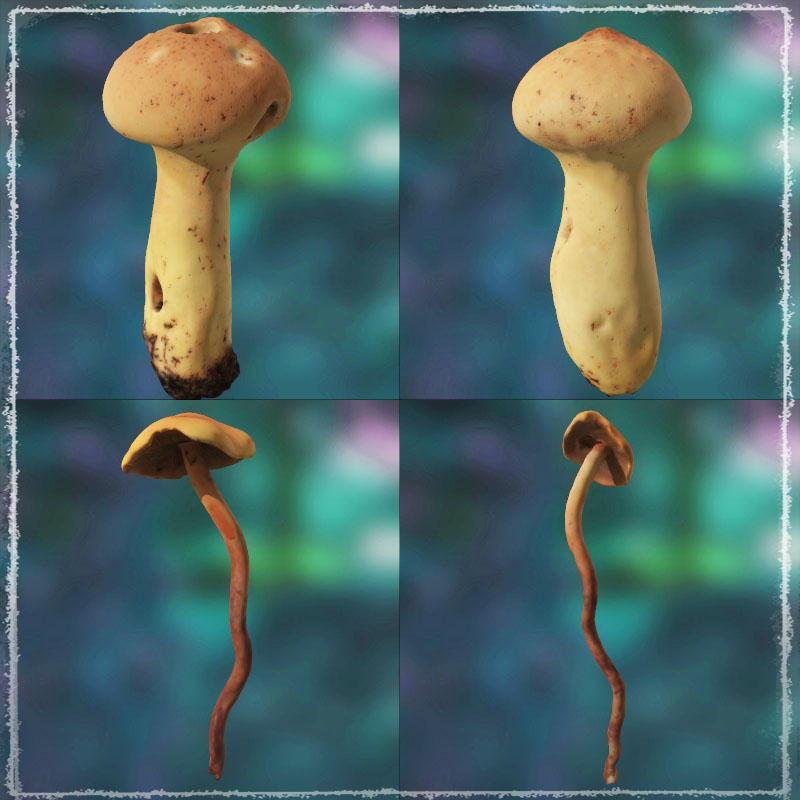 Photo Props: Wild Mushrooms by N/A