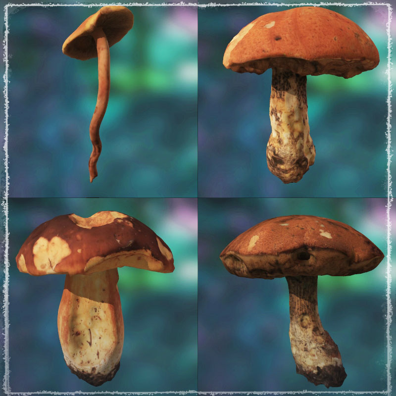 Photo Props: Wild Mushrooms by N/A