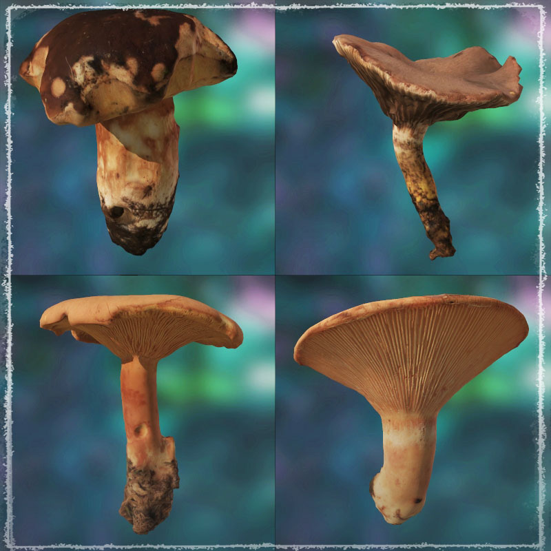 Photo Props: Wild Mushrooms by N/A