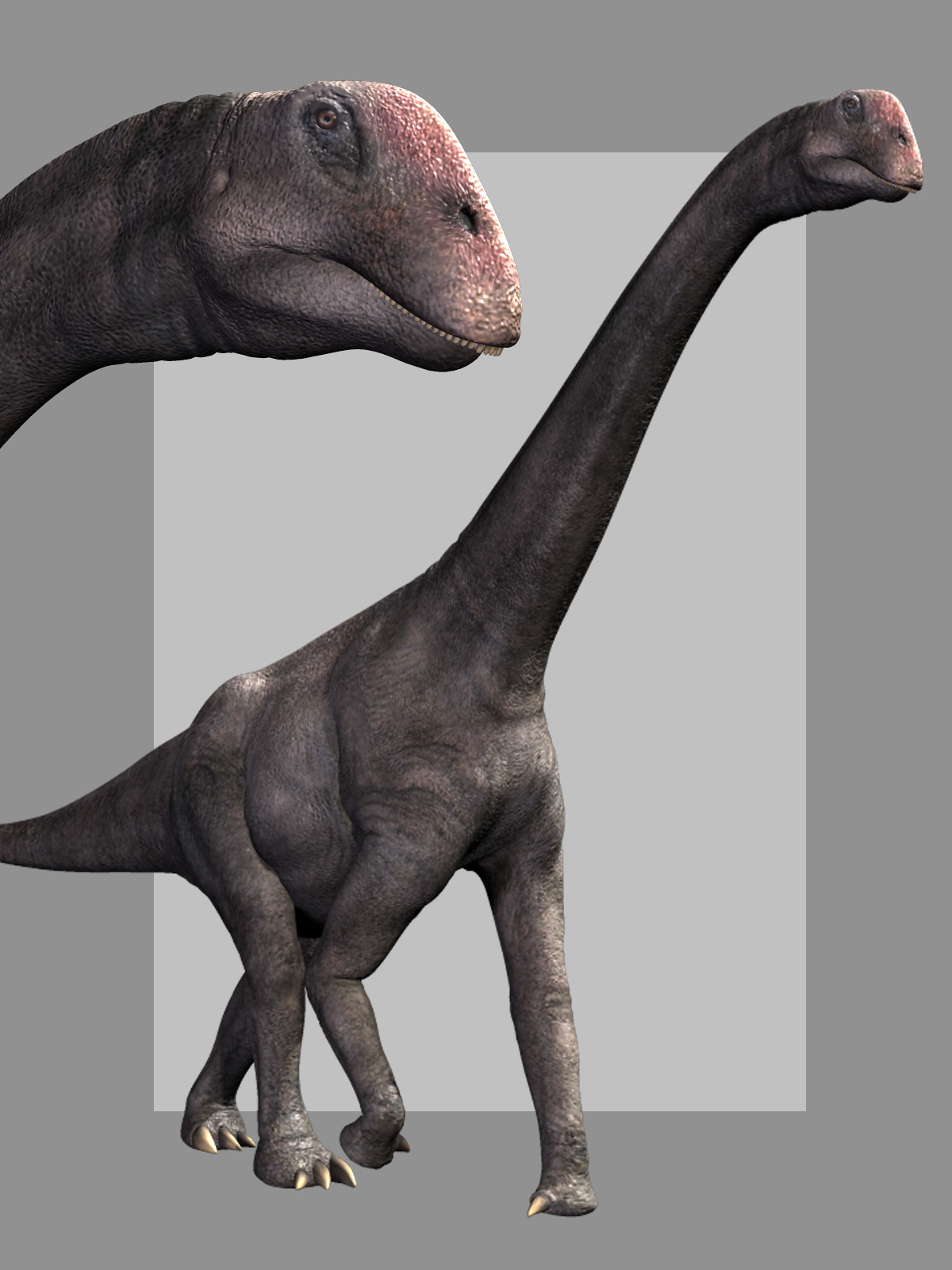 Brontomerus DR by N/A