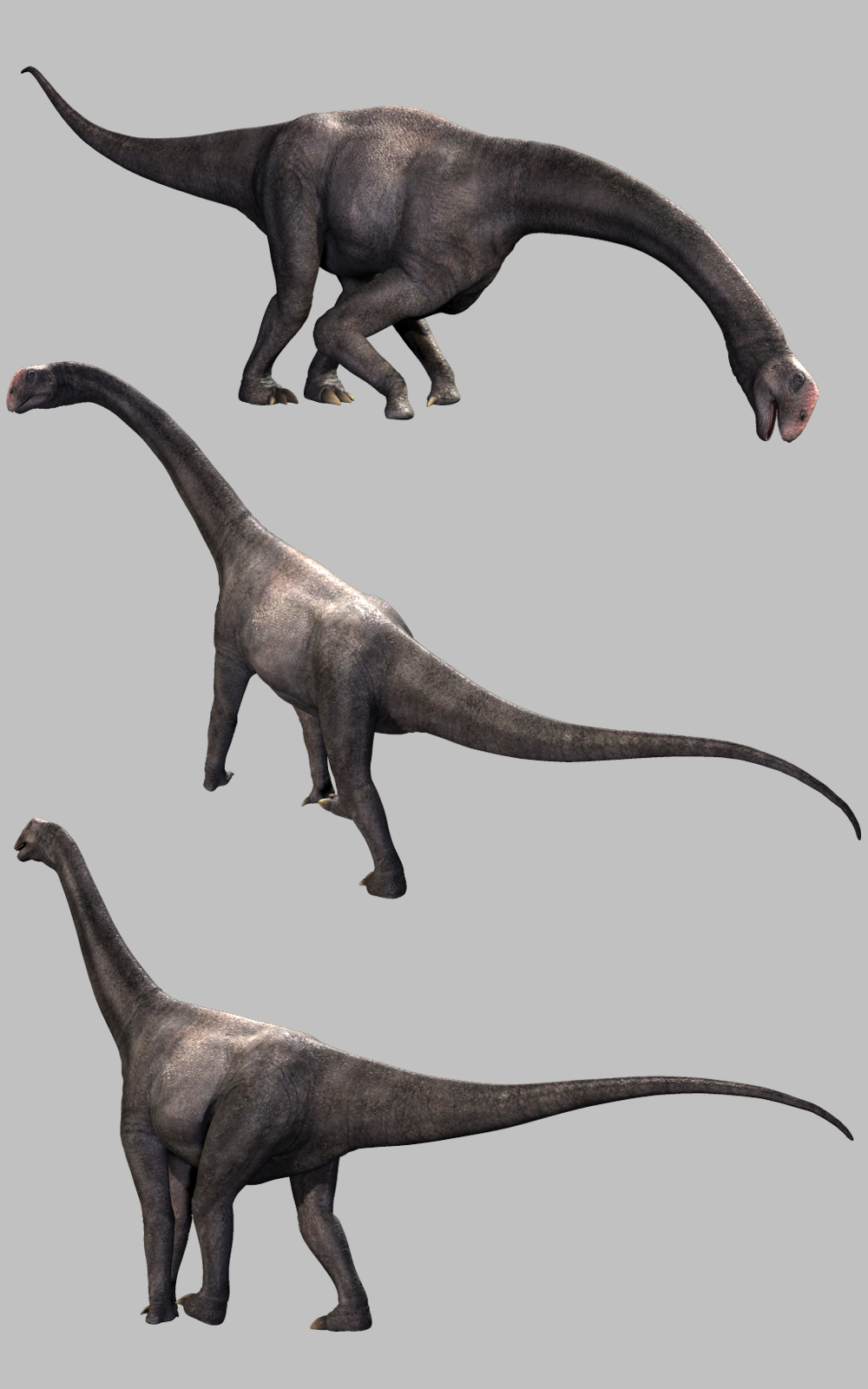 Brontomerus DR by N/A