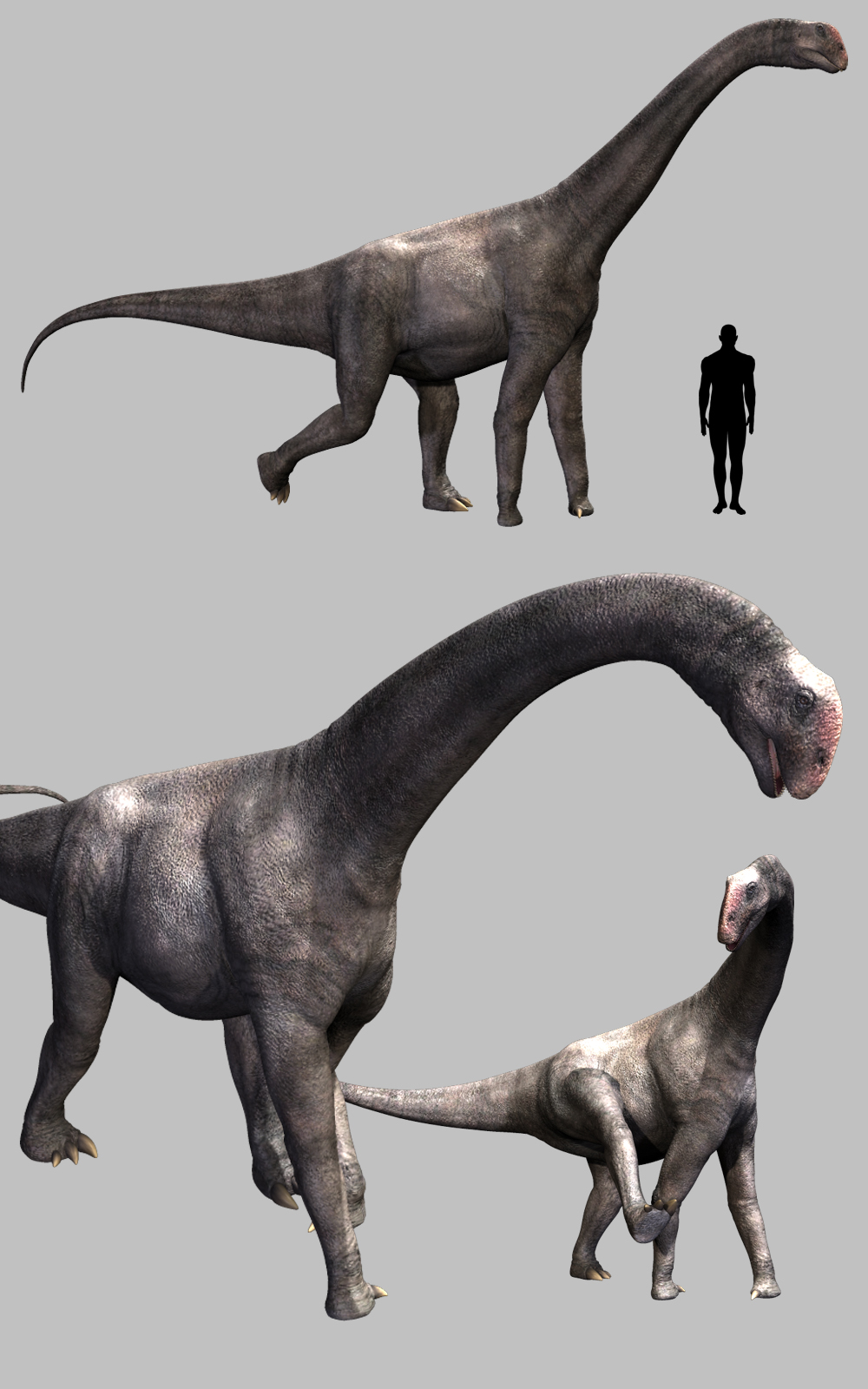 Brontomerus DR by N/A