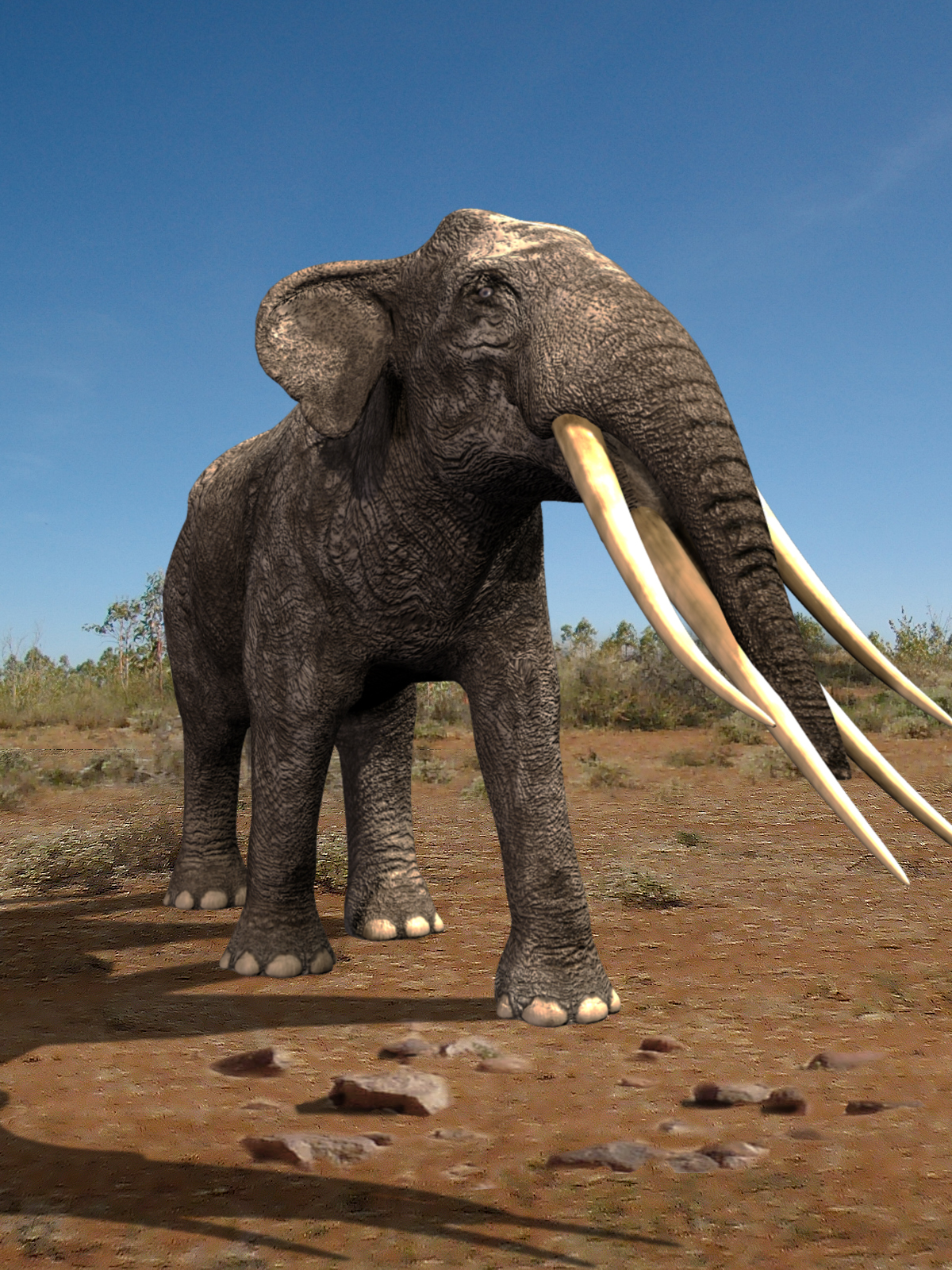 Stegotetrabelodon syrticus DR by N/A