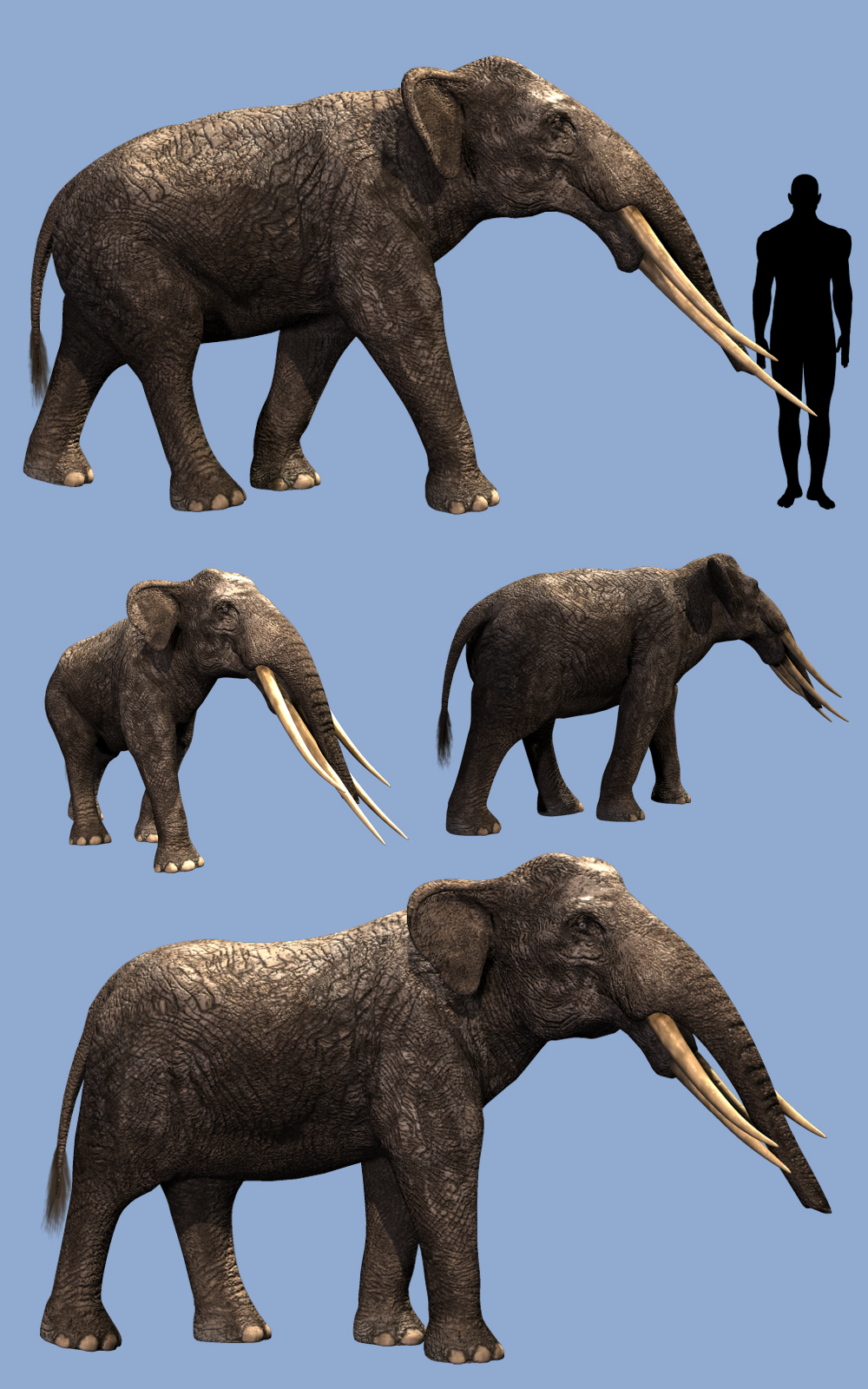 Stegotetrabelodon syrticus DR by N/A