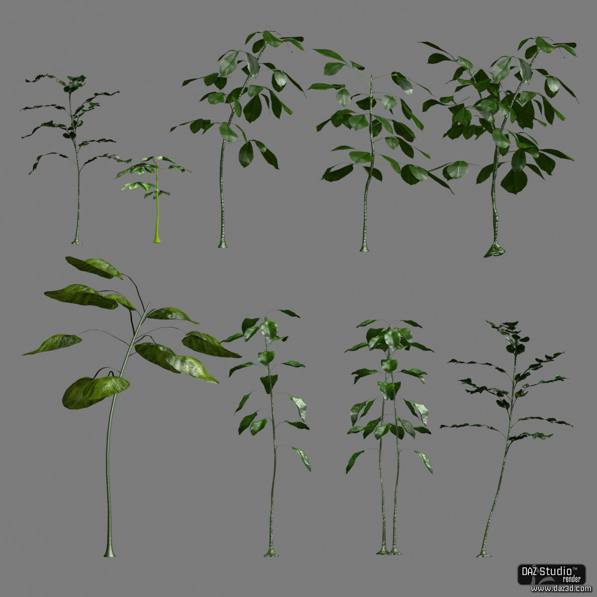 Solid Plants by N/A