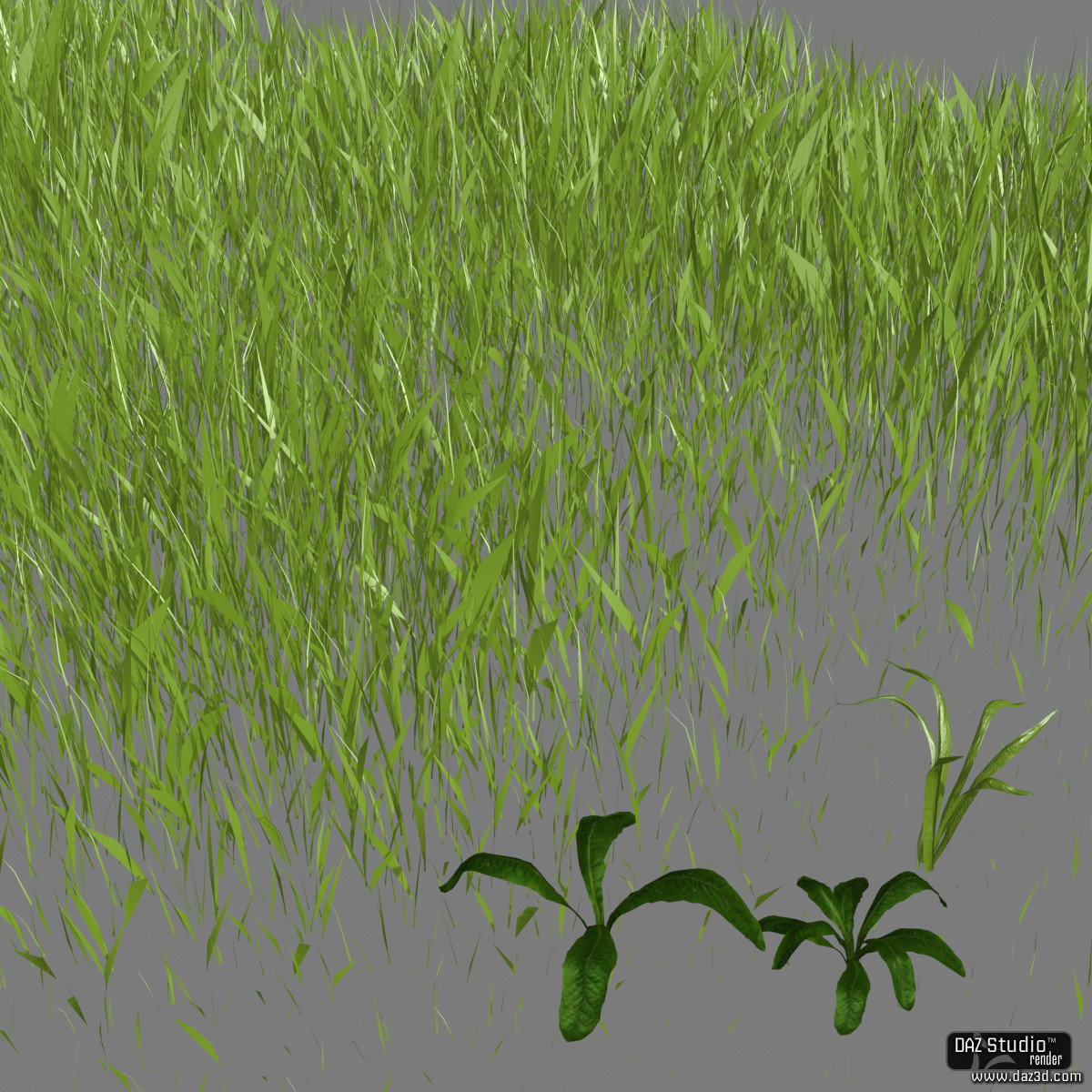 Solid Plants by N/A