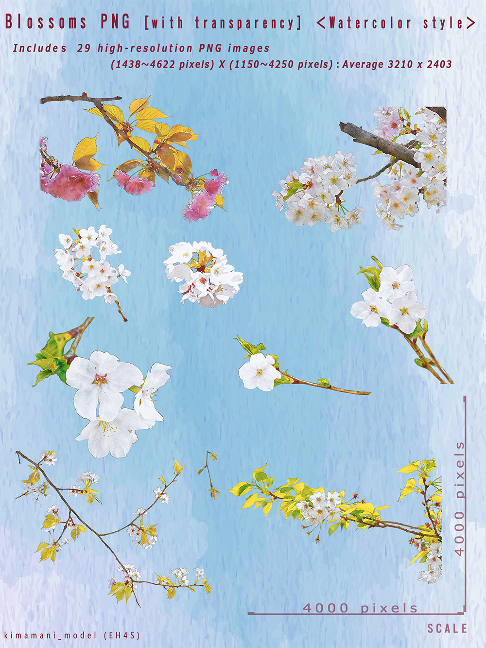Watercolor Style Blossoms PNG with transparency by N/A