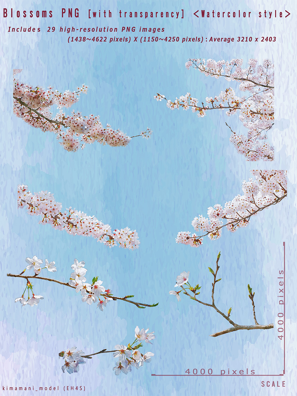 Watercolor Style Blossoms PNG with transparency by N/A