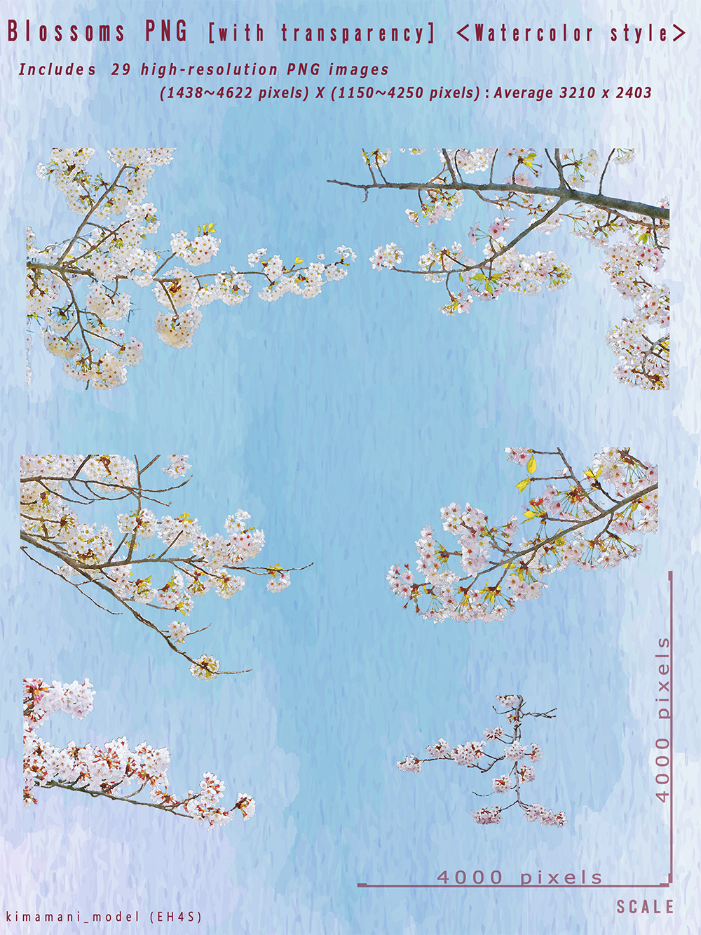 Watercolor Style Blossoms PNG with transparency by N/A