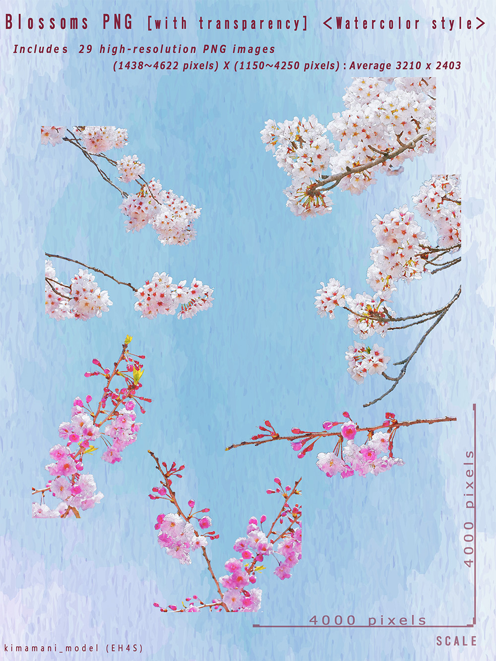 Watercolor Style Blossoms PNG with transparency by N/A
