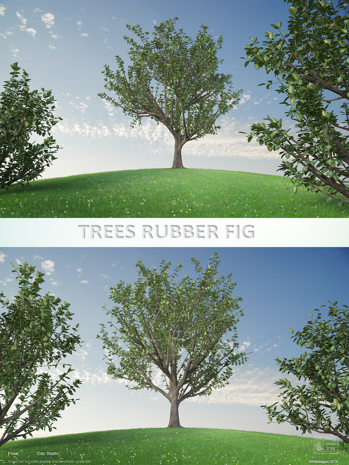 Trees Rubber Fig by N/A