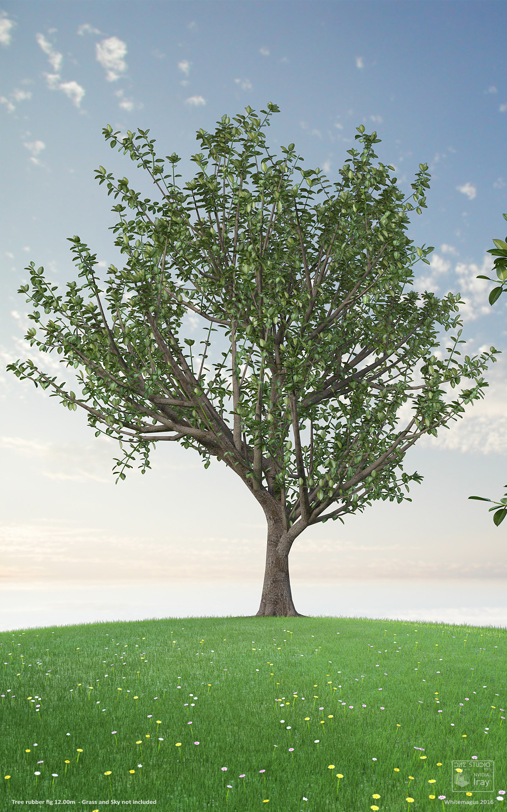 Trees Rubber Fig by N/A