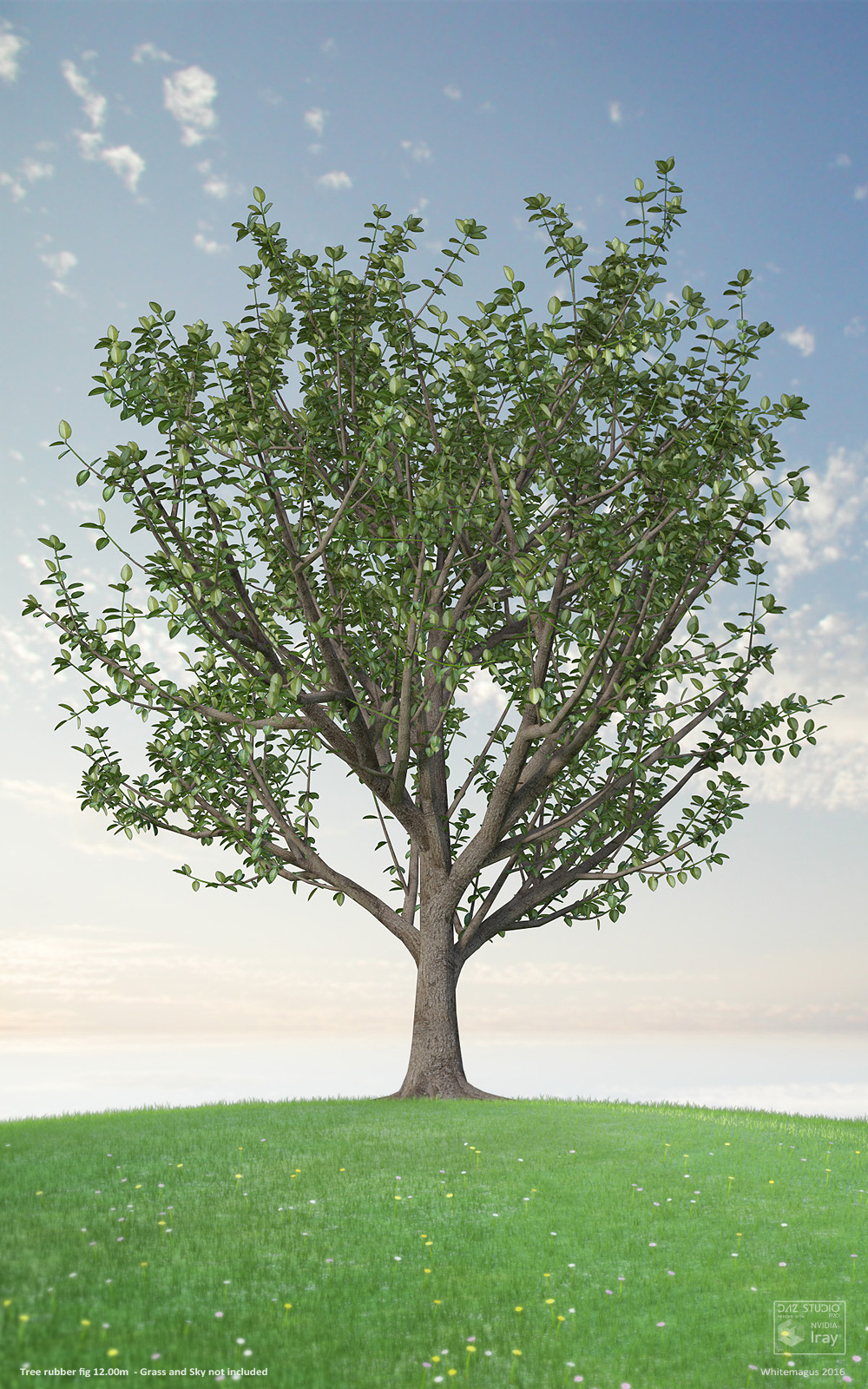 Trees Rubber Fig by N/A