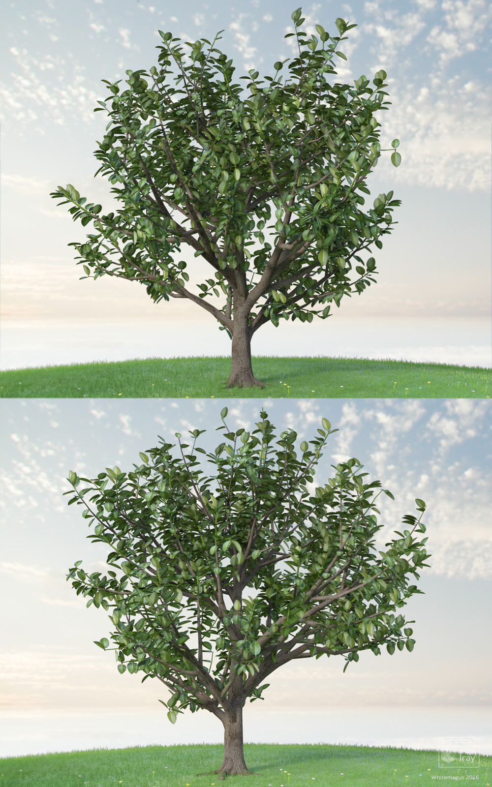 Trees Rubber Fig by N/A
