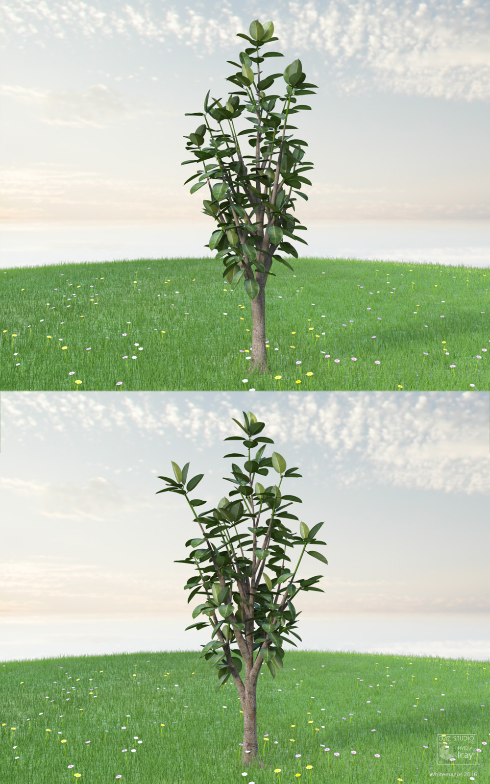 Trees Rubber Fig by N/A