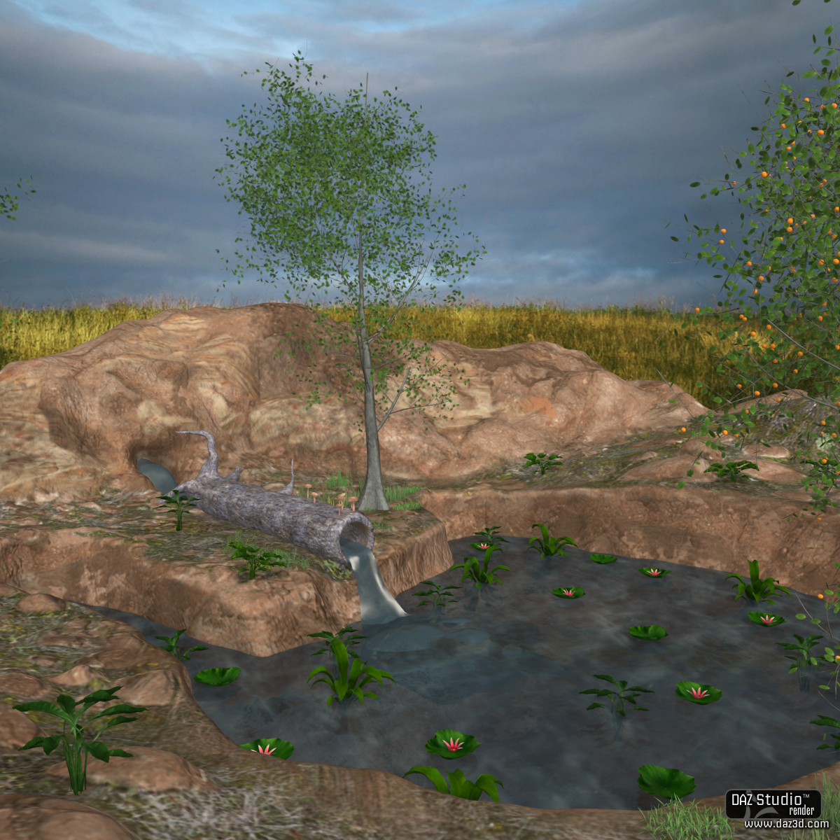 The Pond by N/A