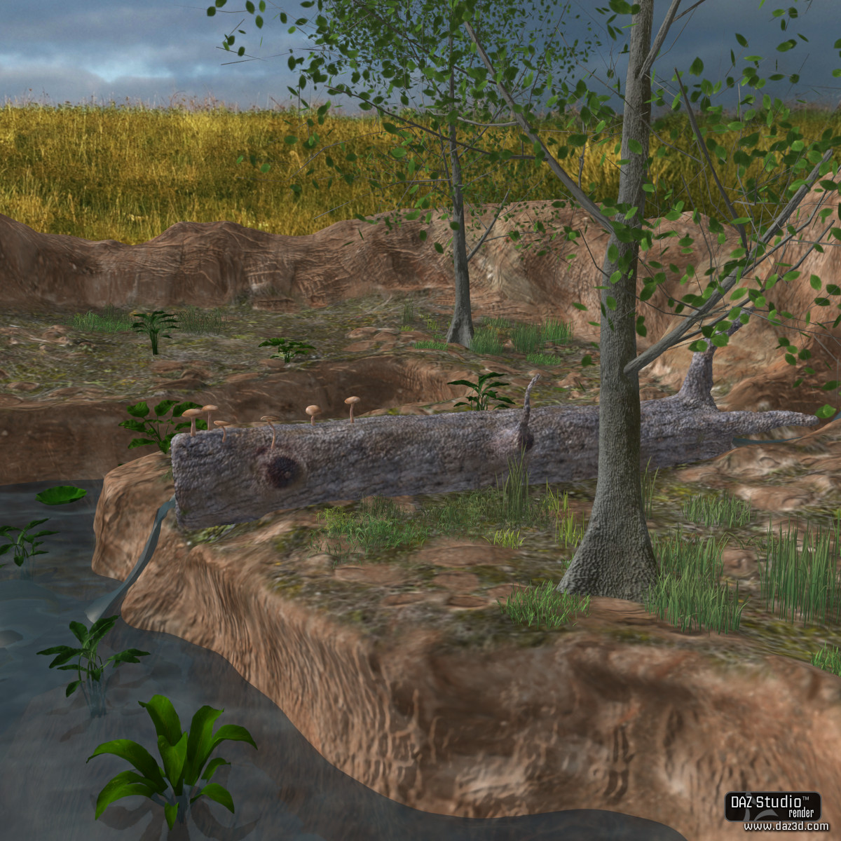 The Pond by N/A