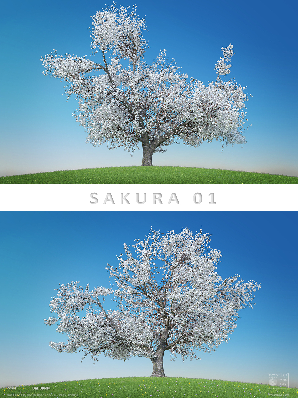 Sakura 01 by N/A
