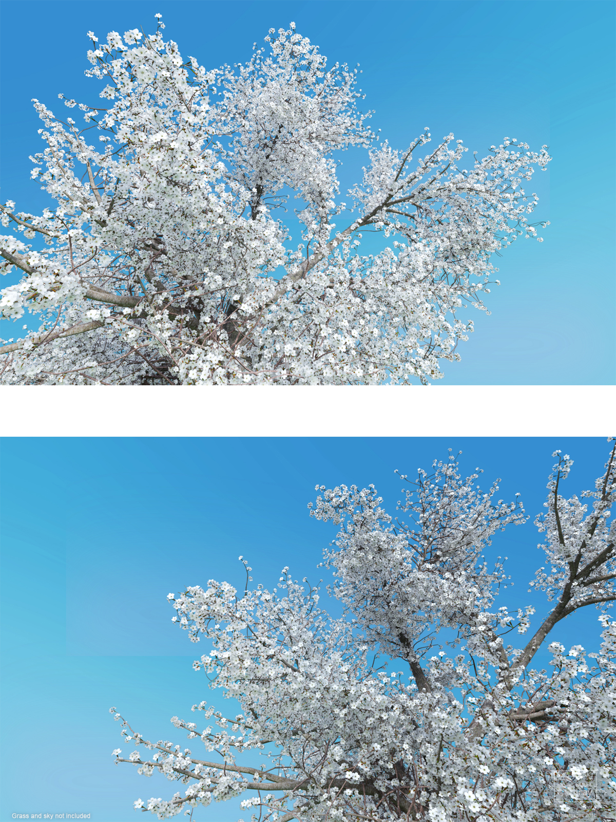 Sakura 01 by N/A