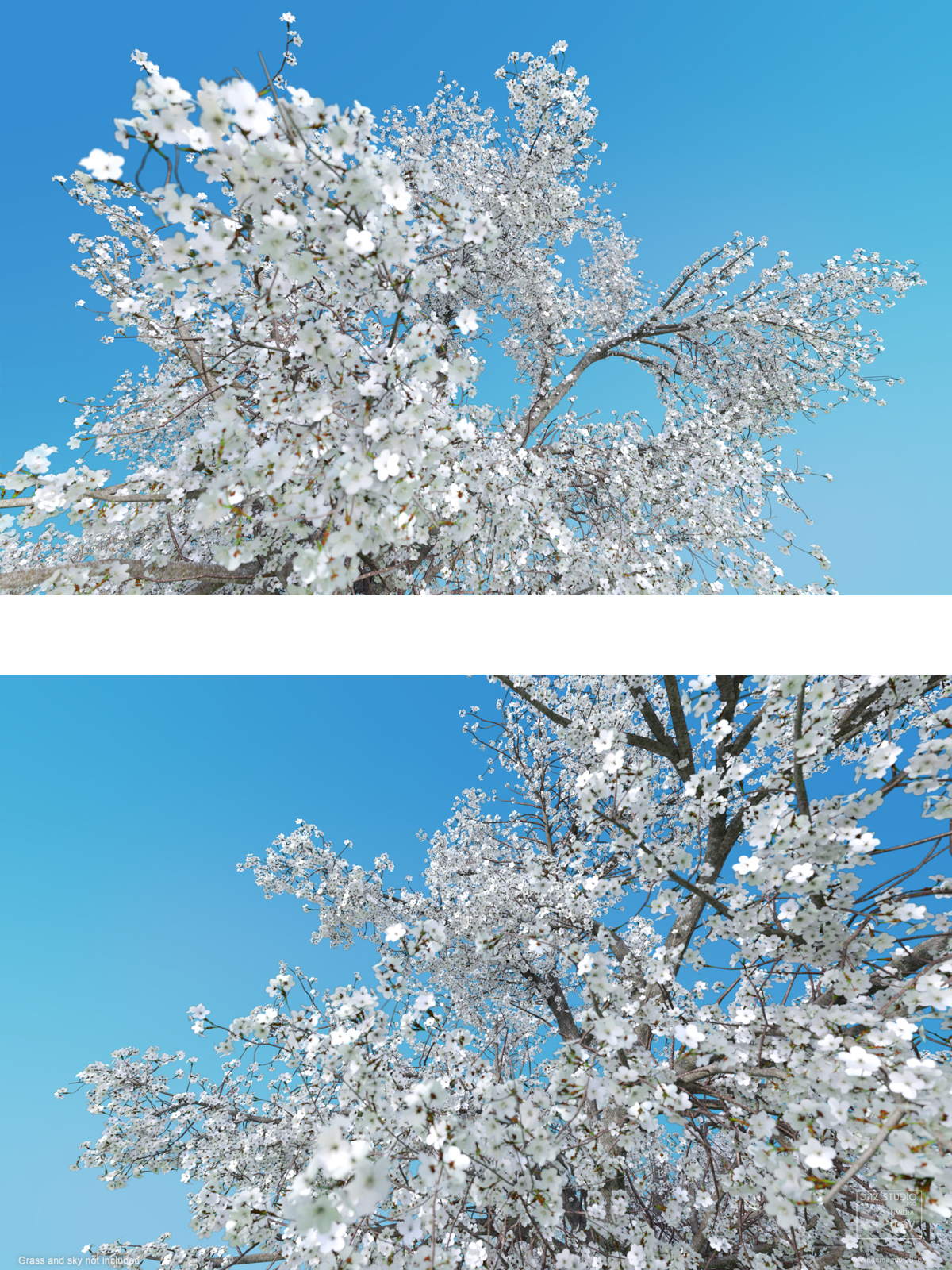 Sakura 01 by N/A