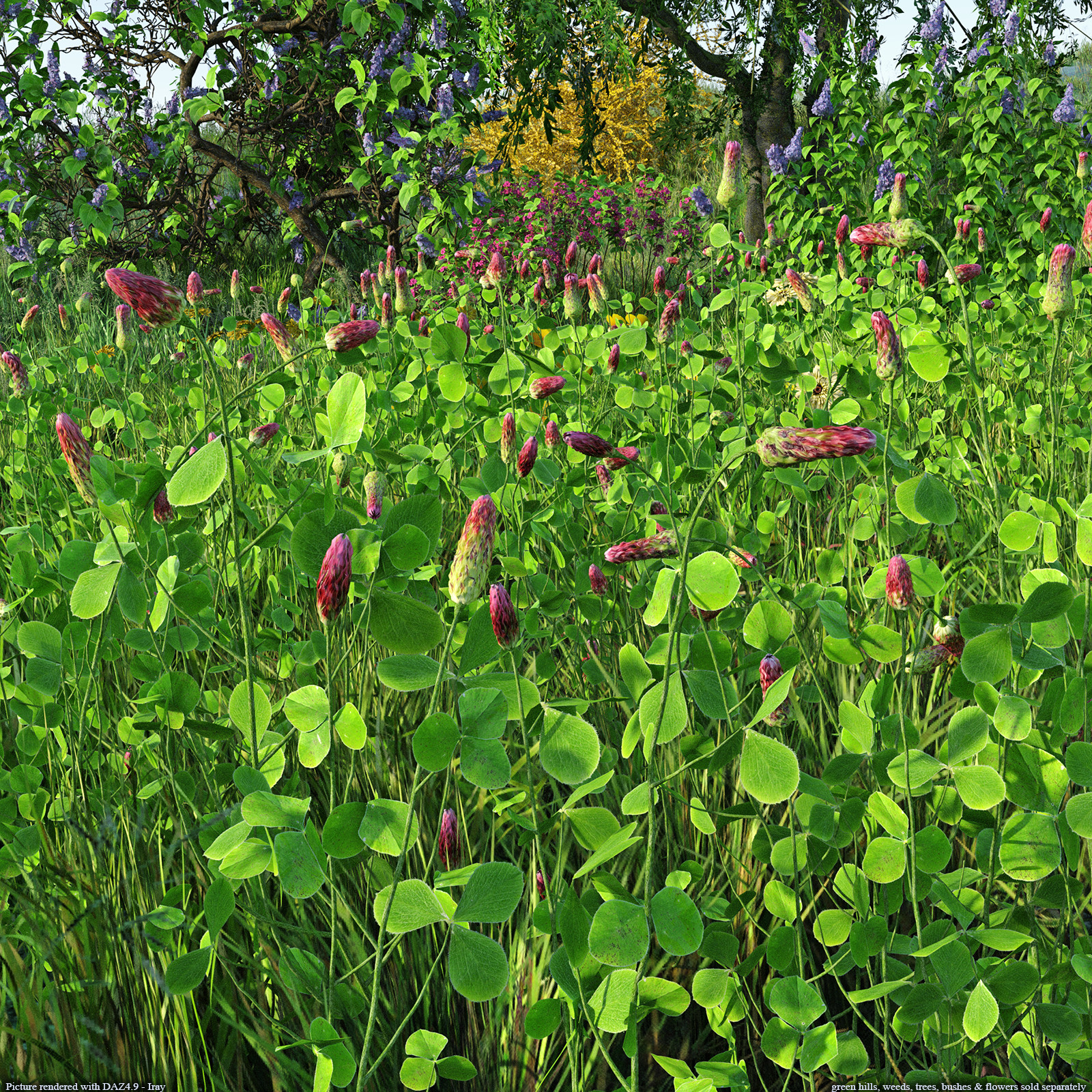 Flinks Flowers - Flower 1 - Red Feather Clover by N/A