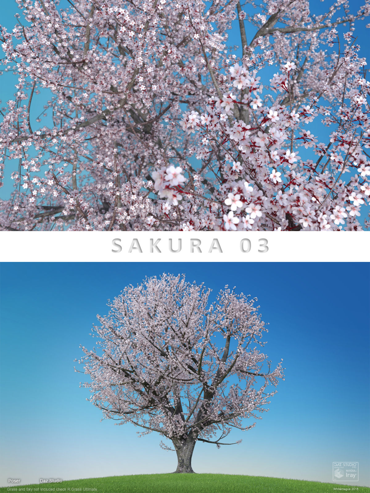 Sakura 03 by N/A