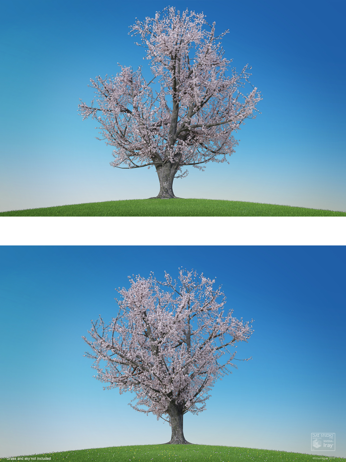 Sakura 03 by N/A