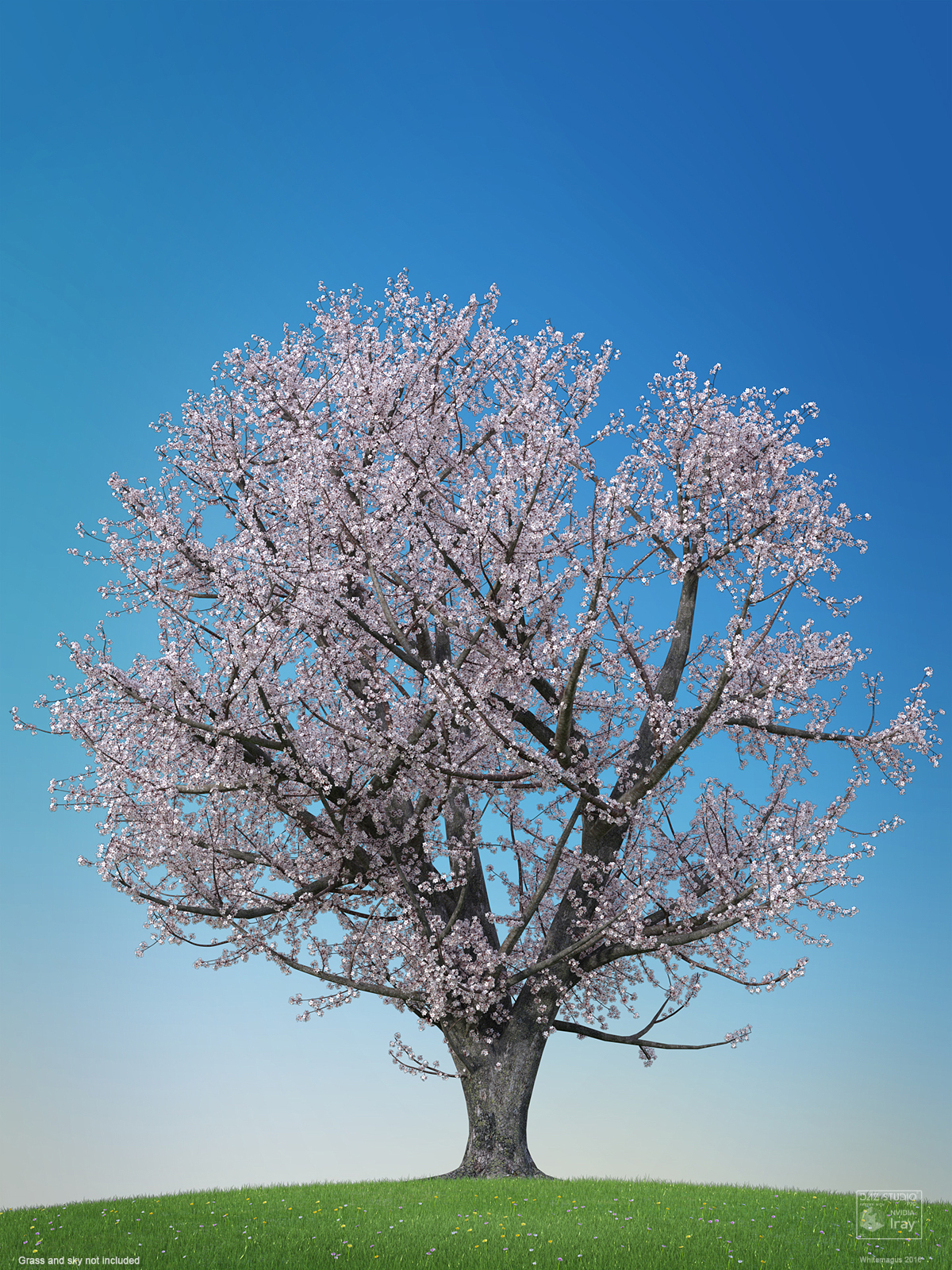 Sakura 03 by N/A