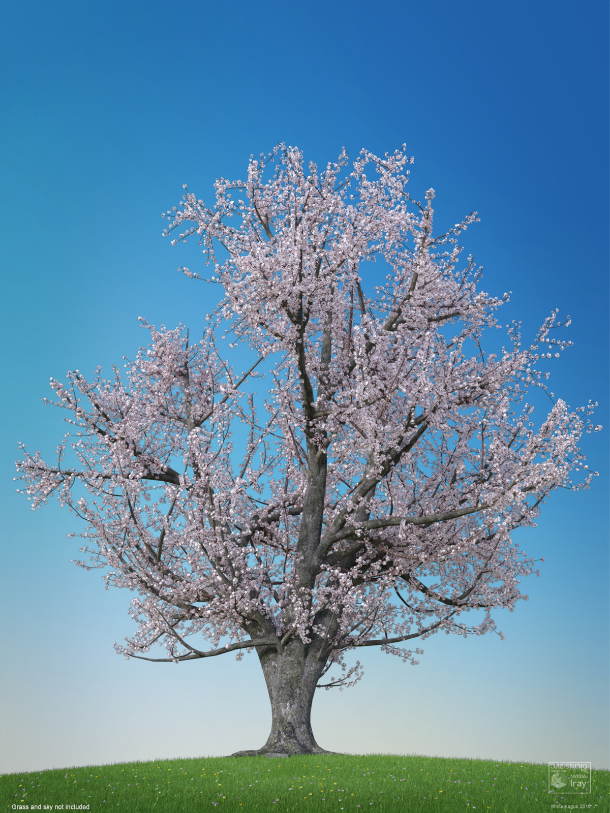 Sakura 03 by N/A