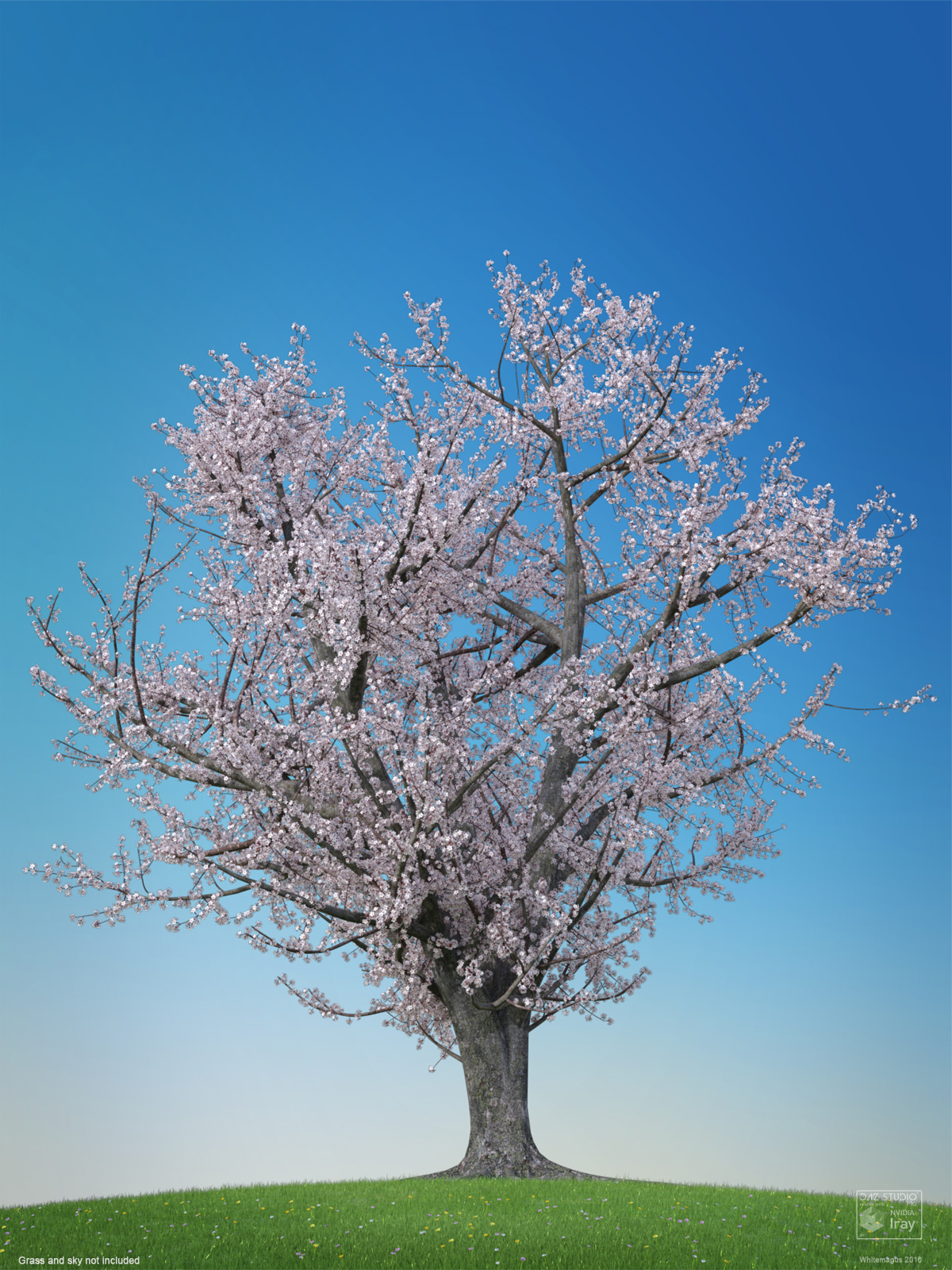 Sakura 03 by N/A